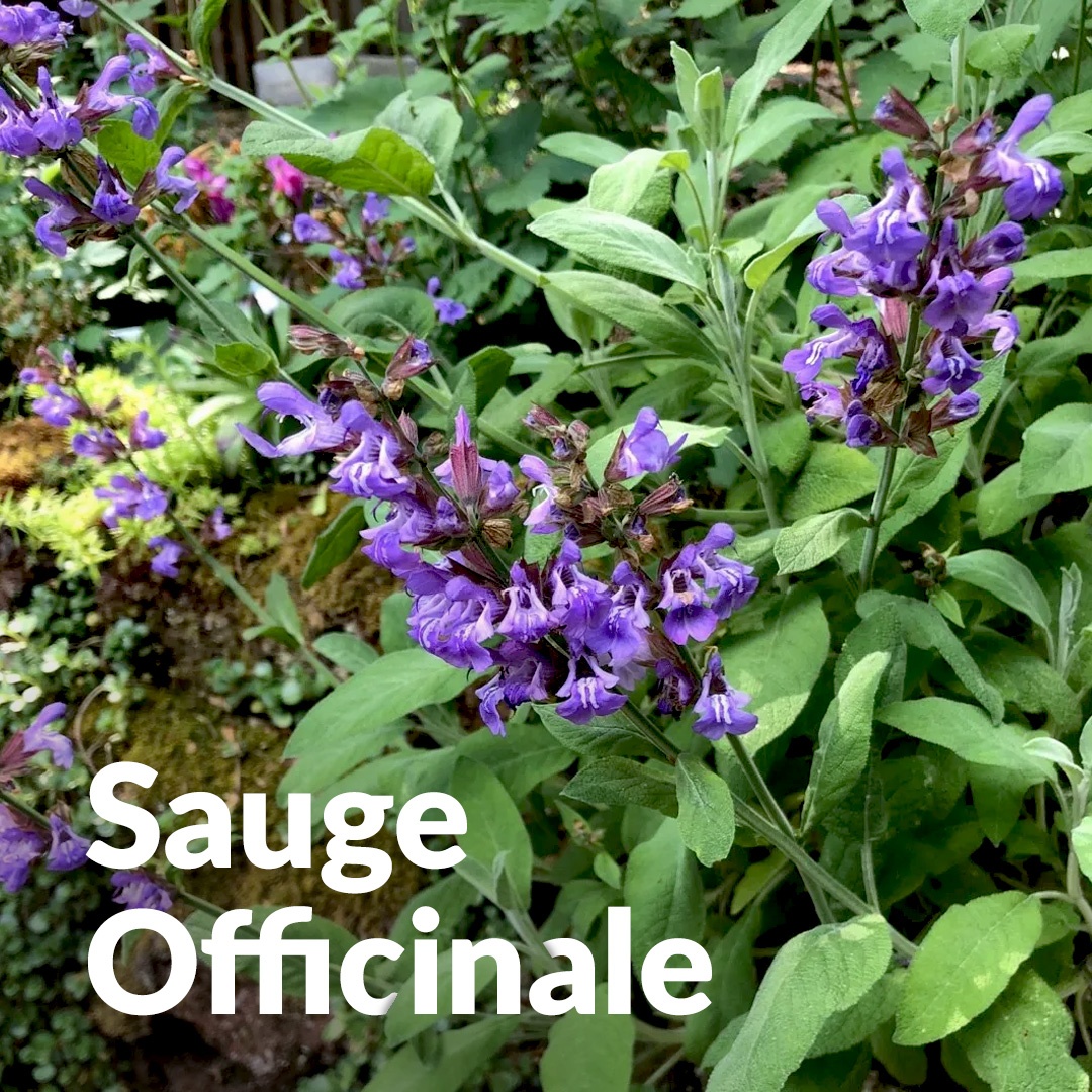 Salvia común
