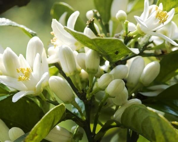Neroli - Azahar — photo 3
