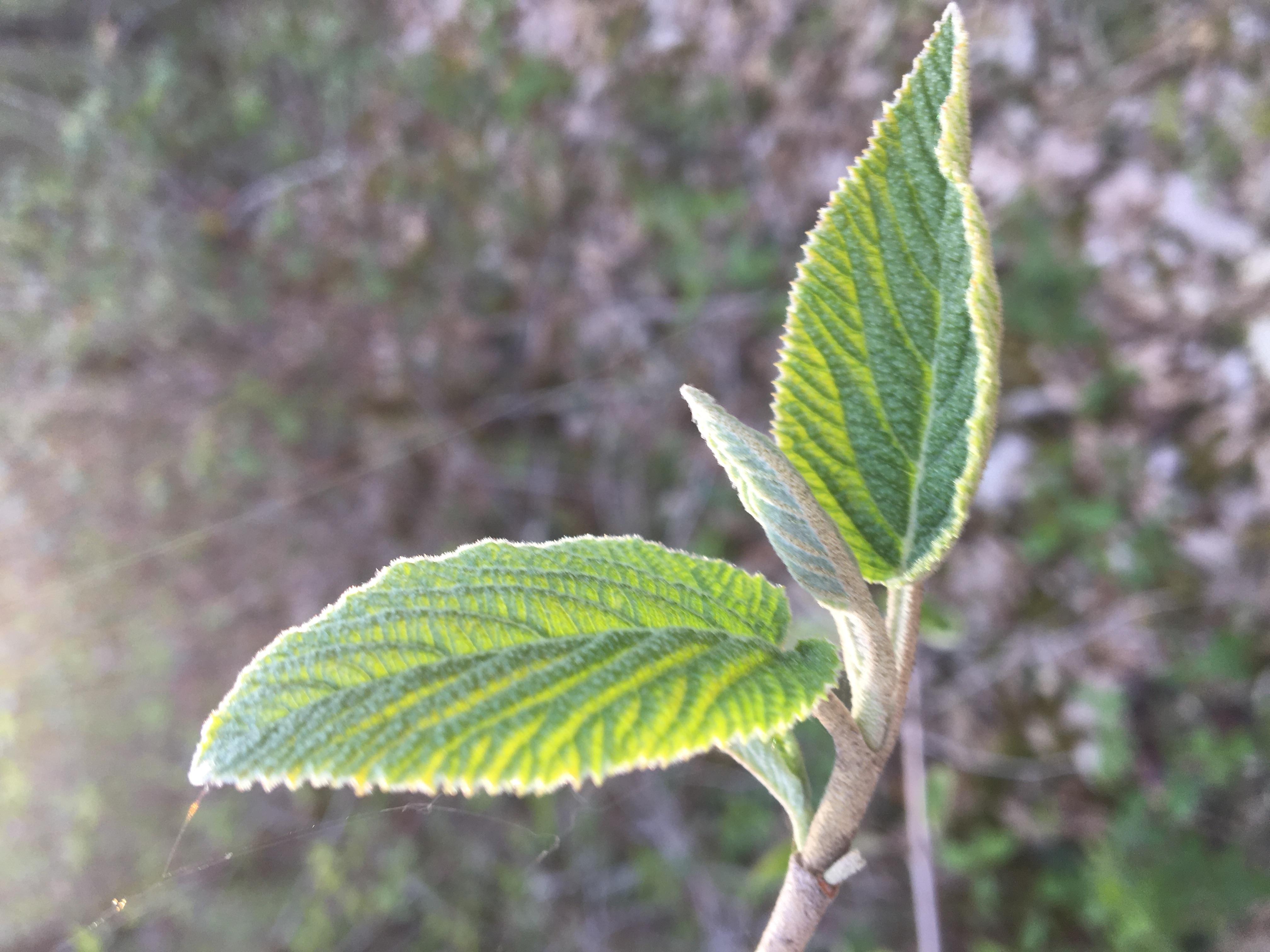 Decouvrez la distillation Viorne lantane macerado de yemas ecológico 100% ecológico y artesanal