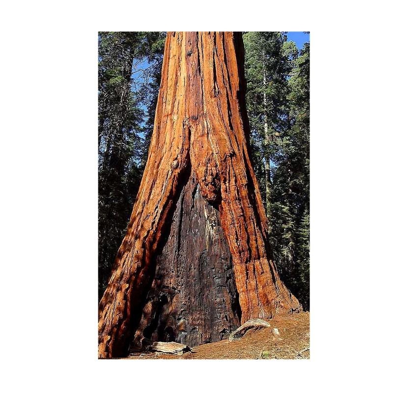 Secuoya gigante — photo 2