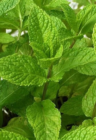 Menta verde — photo 2