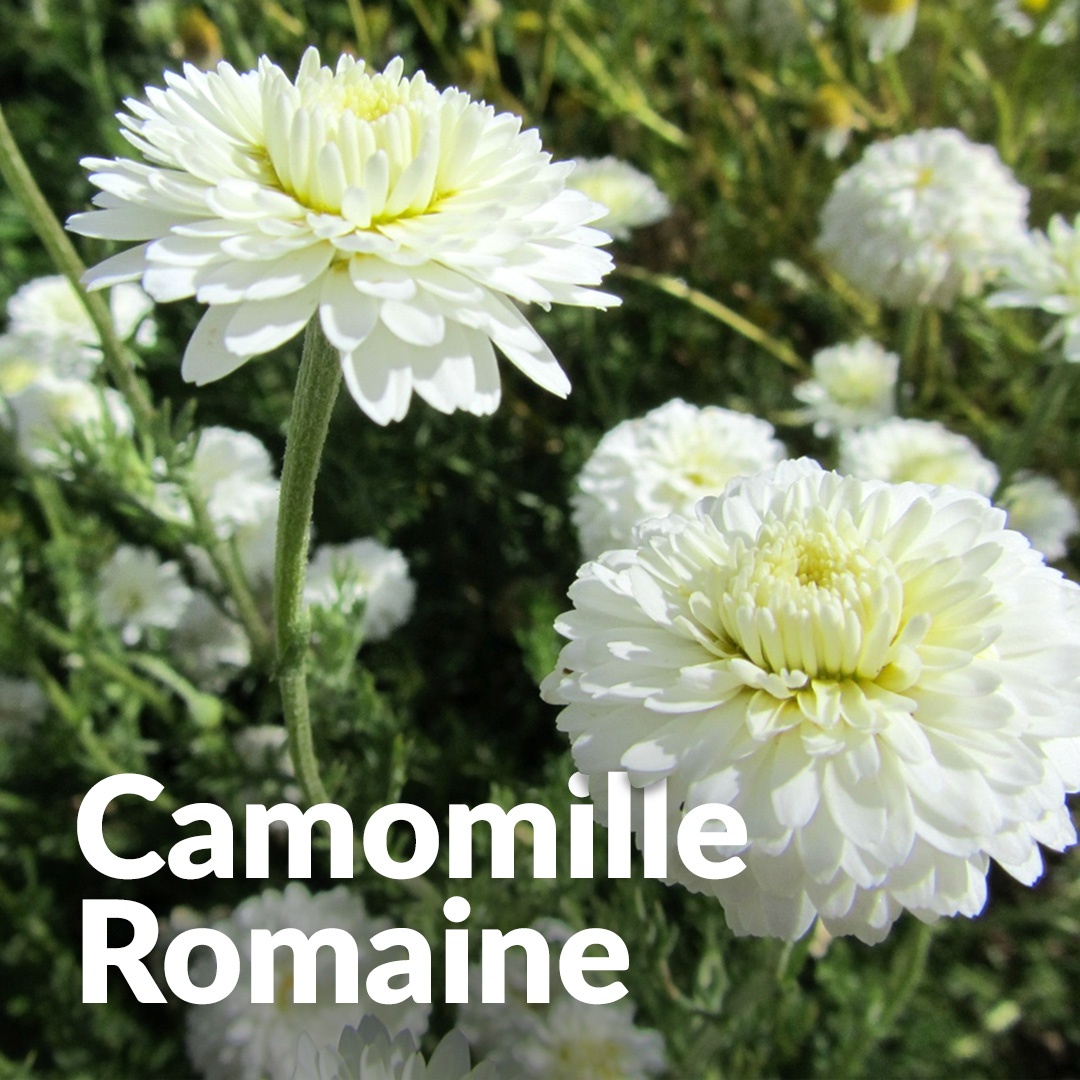 Manzanilla romana
