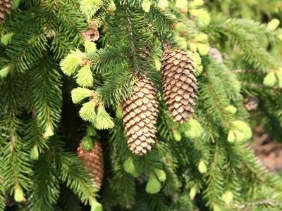 Picea común — photo 2