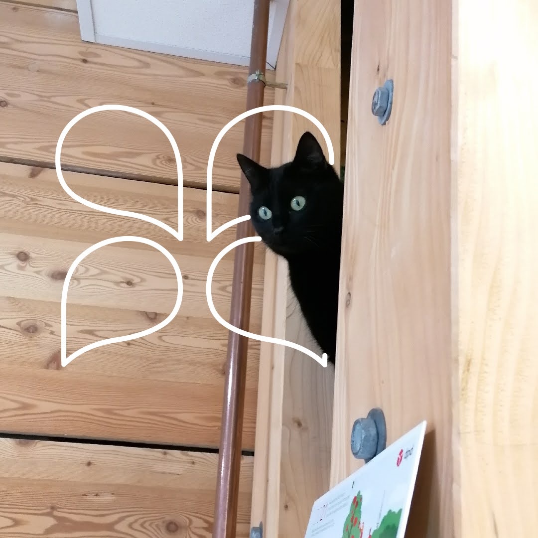 Hidrolatos ecológicos para calmar a los gatos ✨🐱