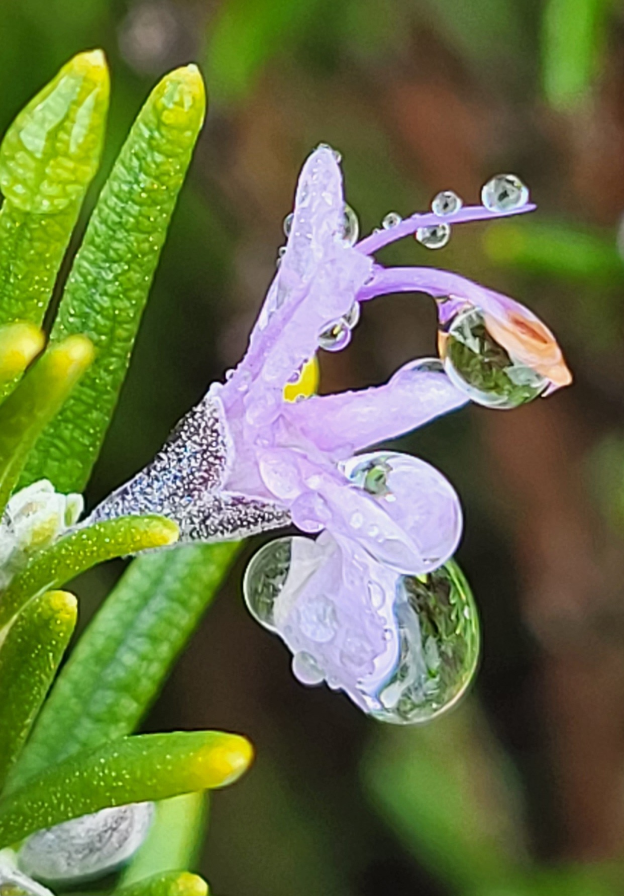 Decouvrez la distillation Aceite esencial de romero 100% ecológico y artesanal