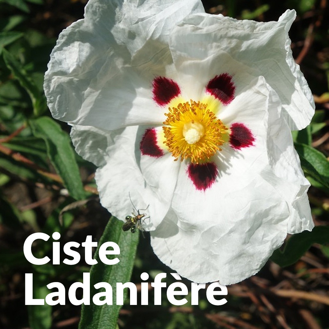 Jara andaluza