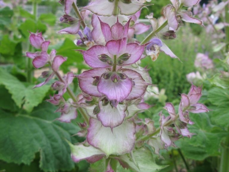 Salvia sclarea — photo 3