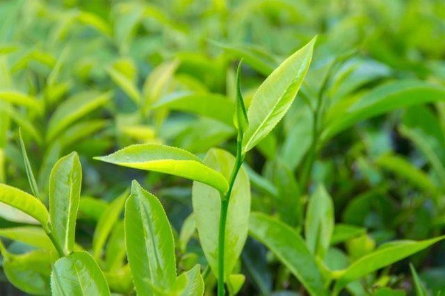 Árbol del té — photo 2
