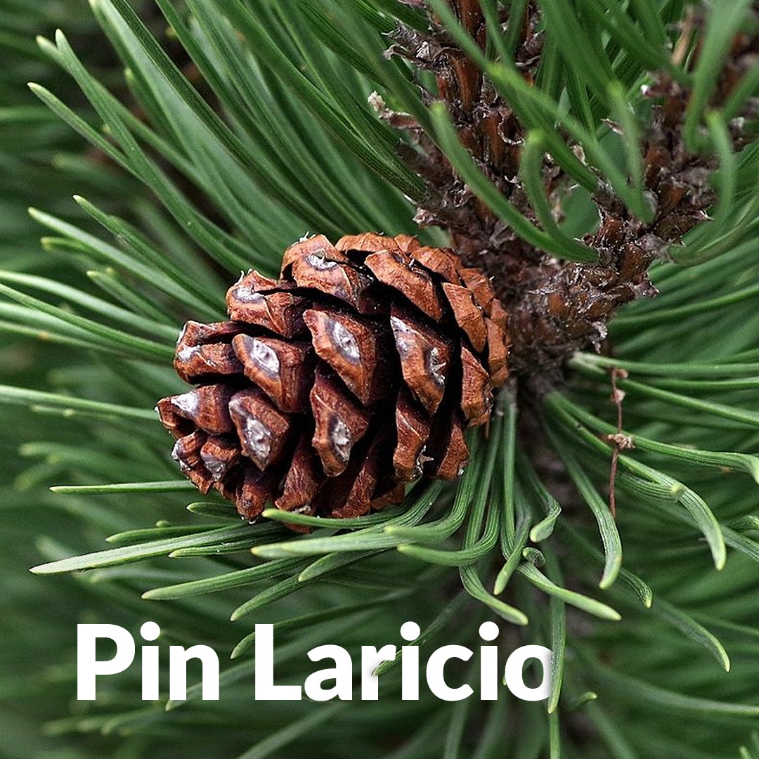 Pino laricio