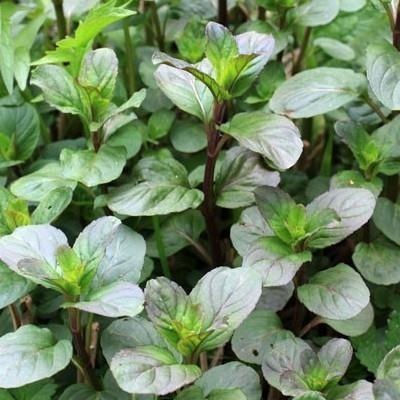 Menta limón — photo 2