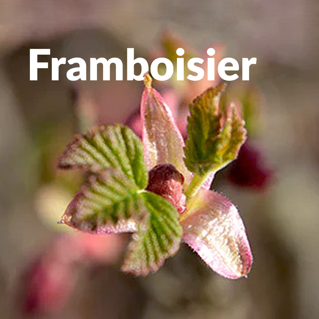 Frambuesa (brote)