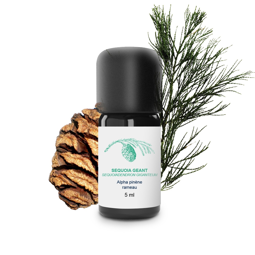 Aceite esencial de secuoya gigante 100% ecológico y artesanal