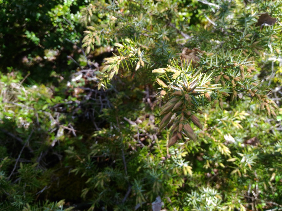 Enebro (brote) — photo 3