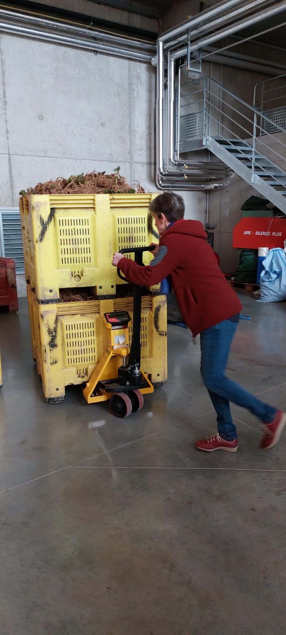 Decouvrez la distillation Hidrolato de Angélica (Raíz) 100% Orgánico y Artesanal