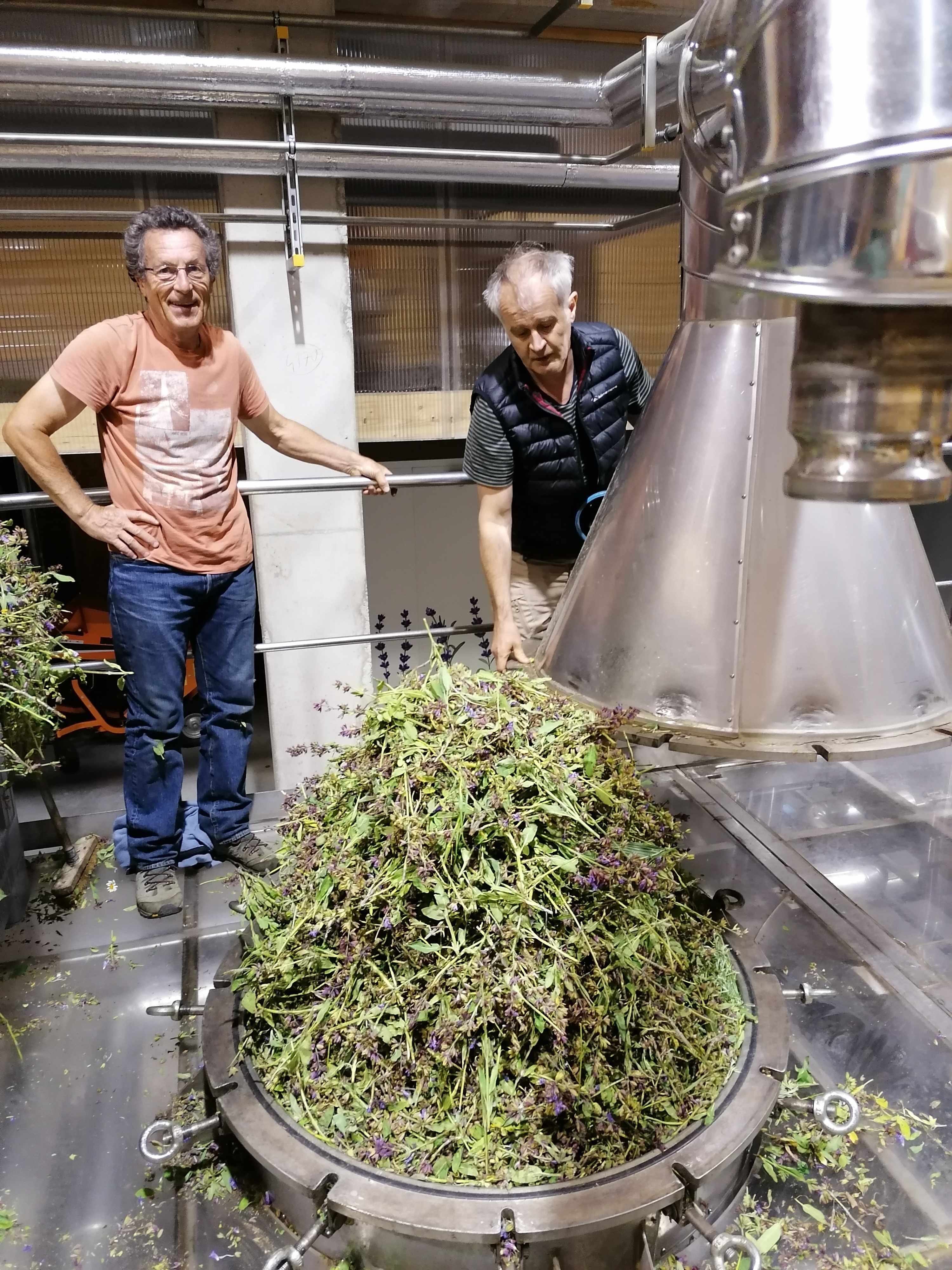 La destilación de Salvia común