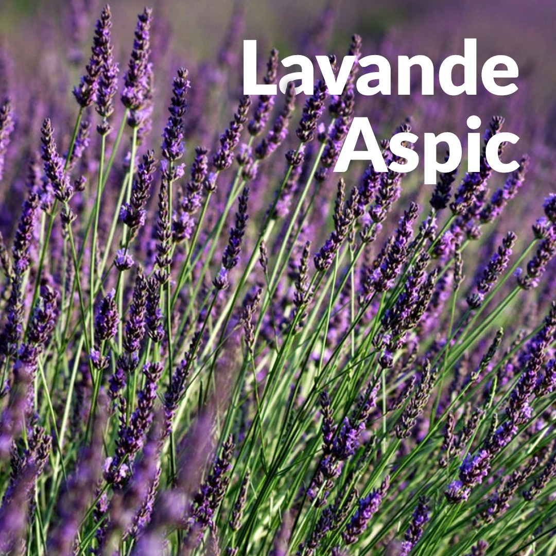 Espiga de lavanda