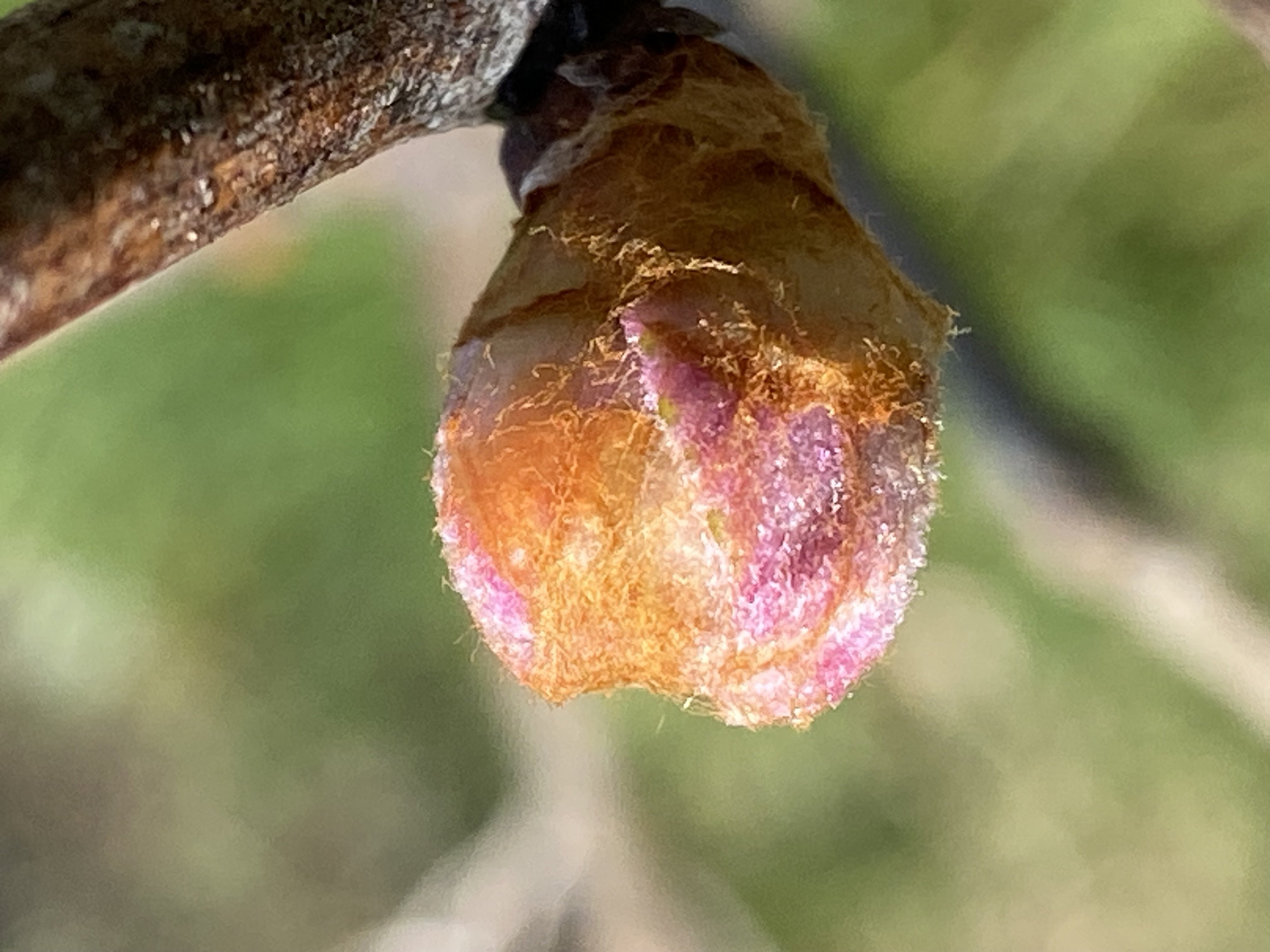 Decouvrez la distillation Macerado de brotes de vid roja 100% ecológico y artesanal