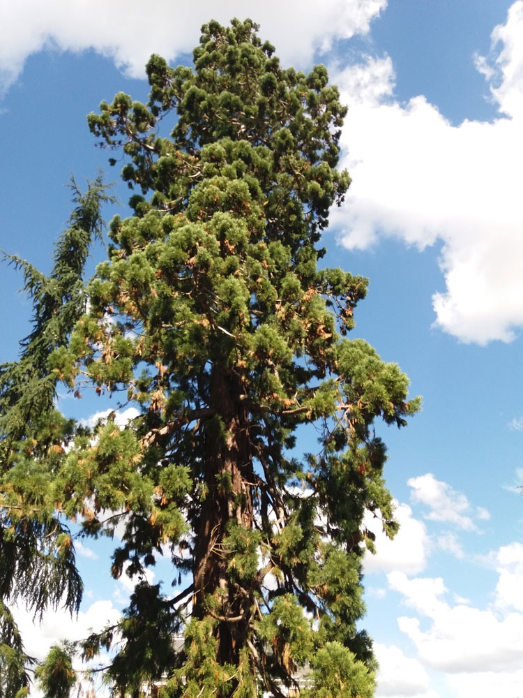Sequoia (Brote) — photo 3