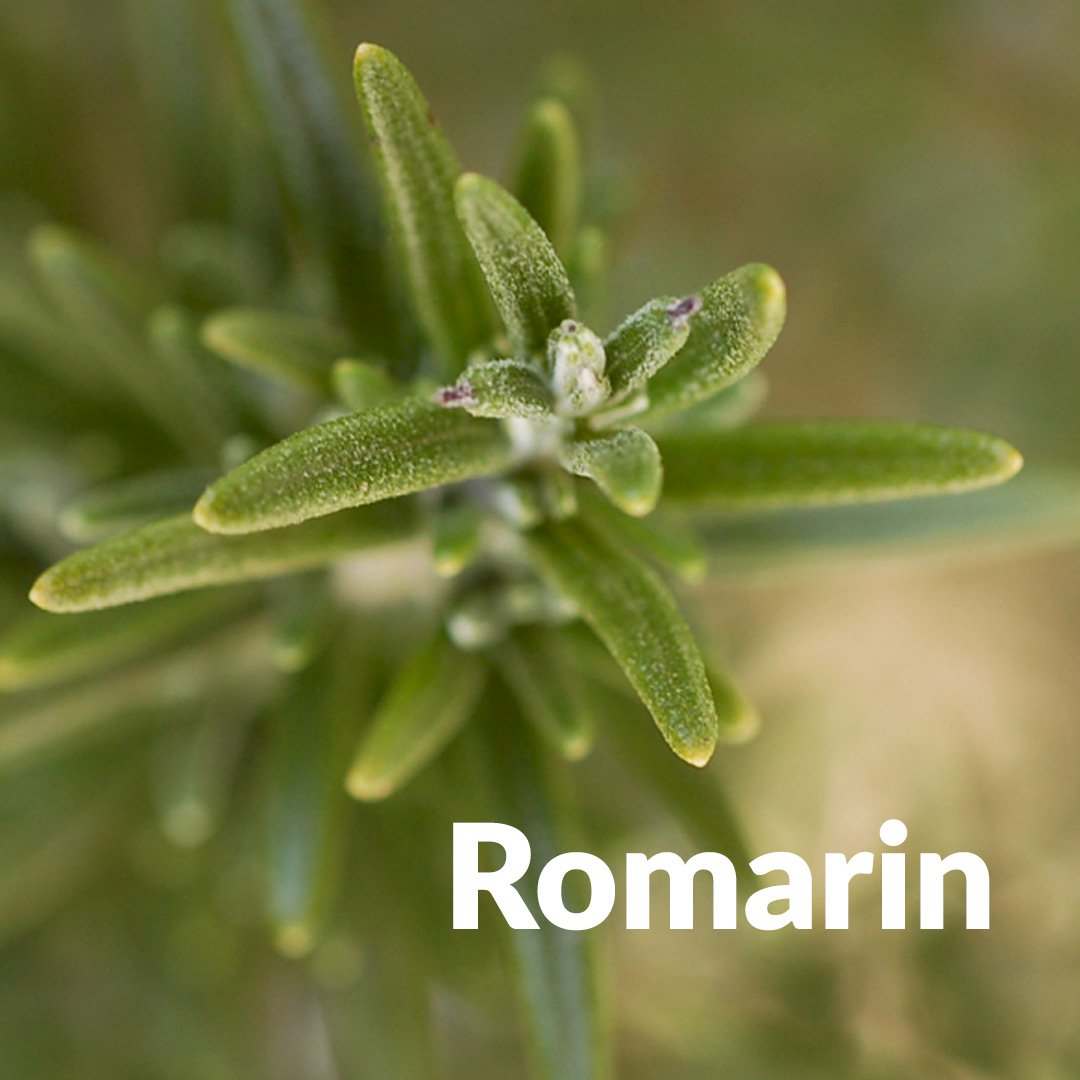 Romero (brote)