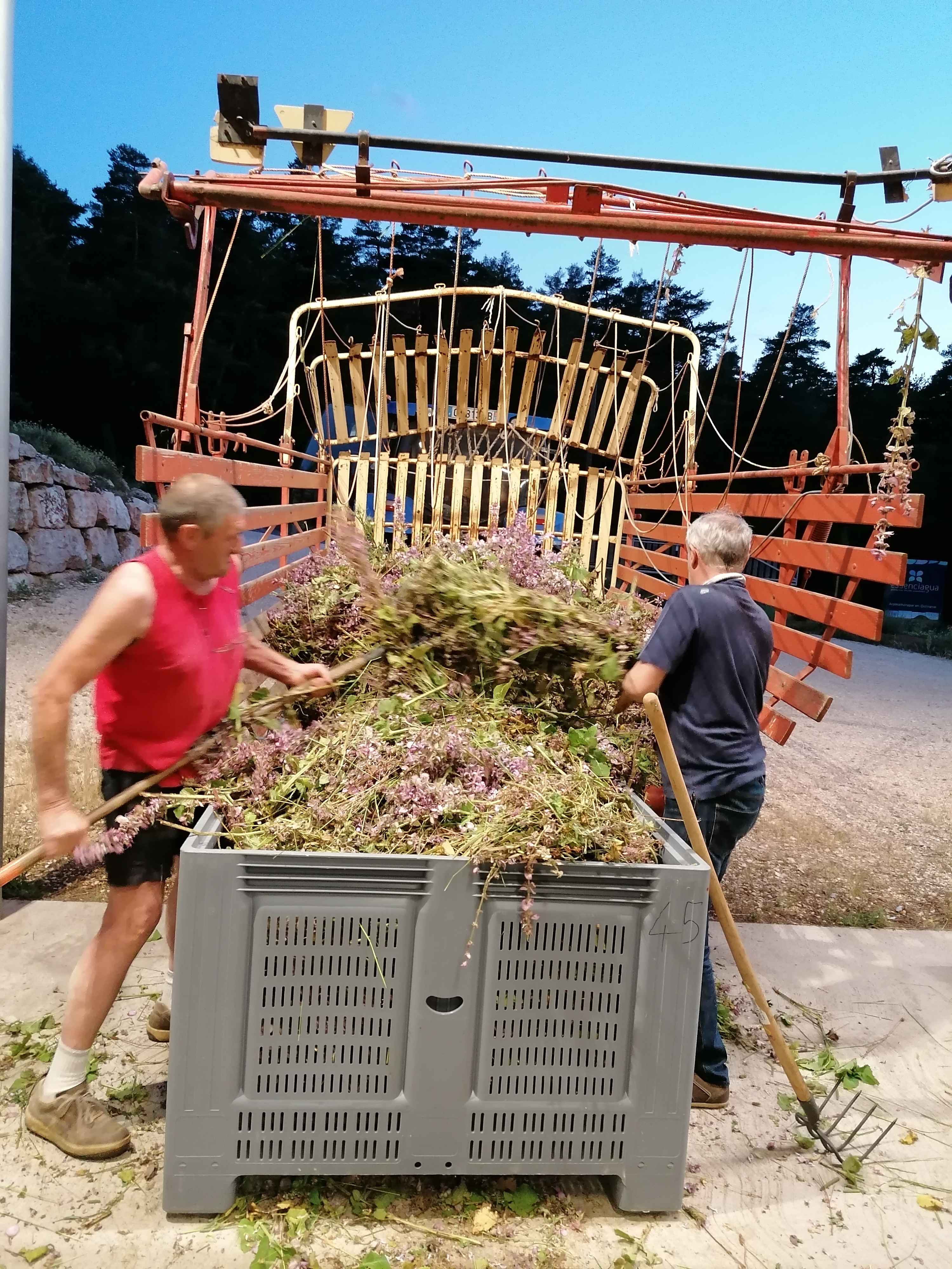 La destilación de Salvia sclarea
