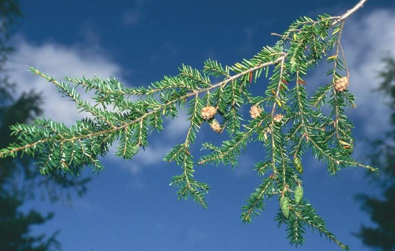 Hemlock — photo 2