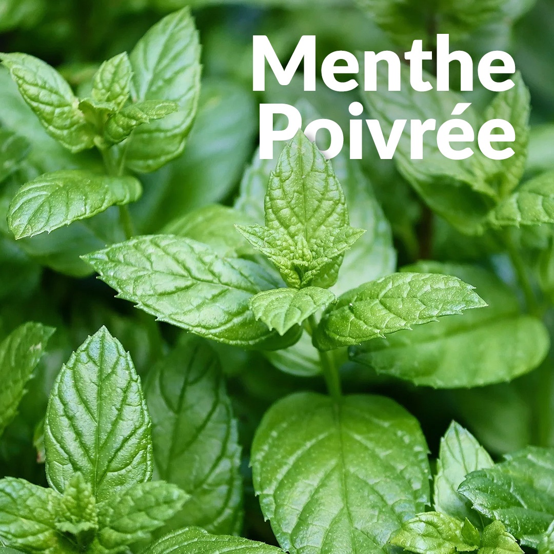 Menta