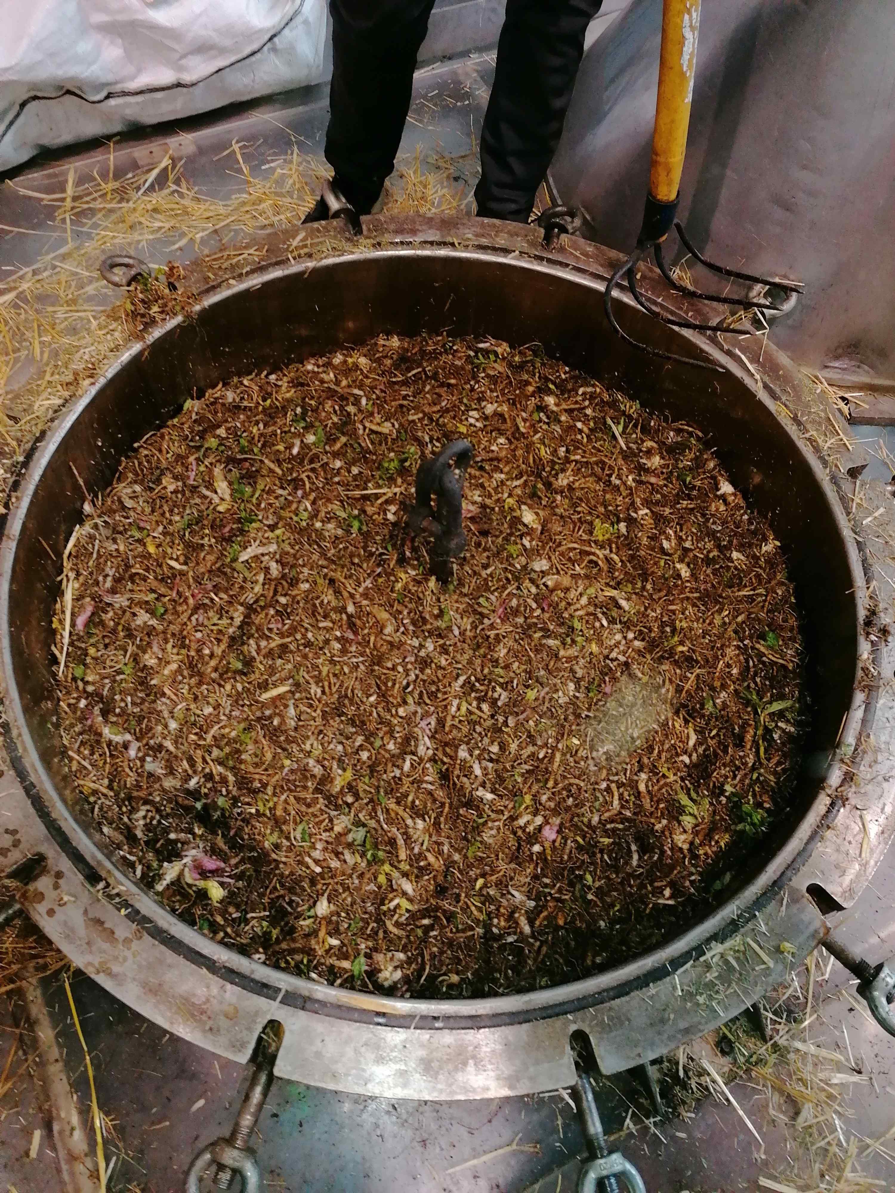 Decouvrez la distillation Hidrolato de Angélica (Raíz) 100% Orgánico y Artesanal