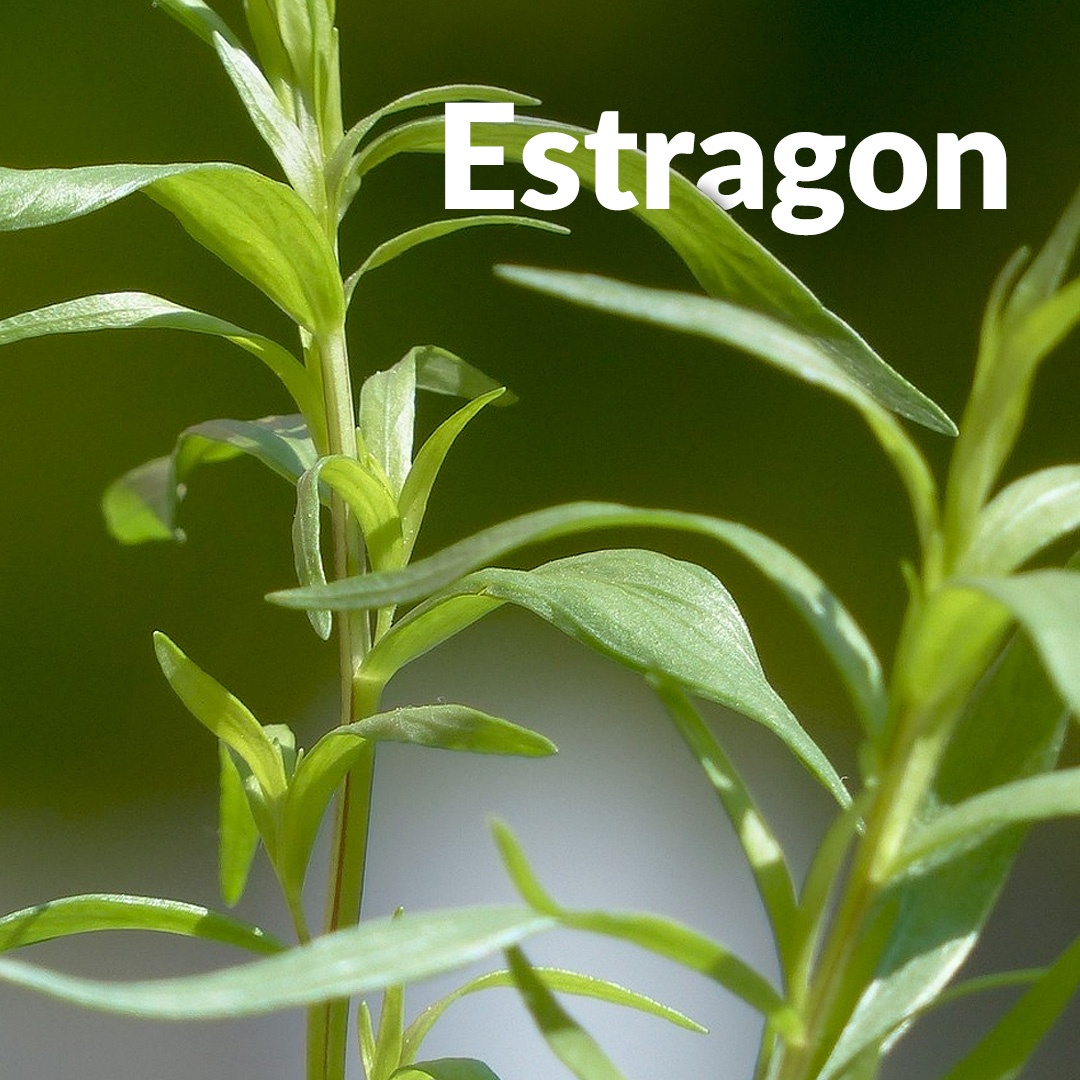 Estragón