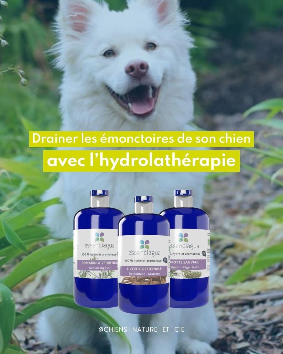 Drenaje para perros en primavera
