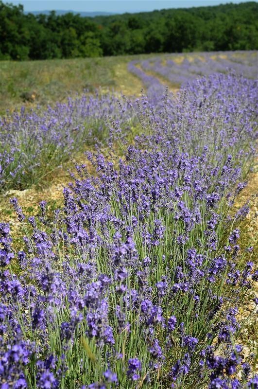 Causses lavanda fina — photo 3
