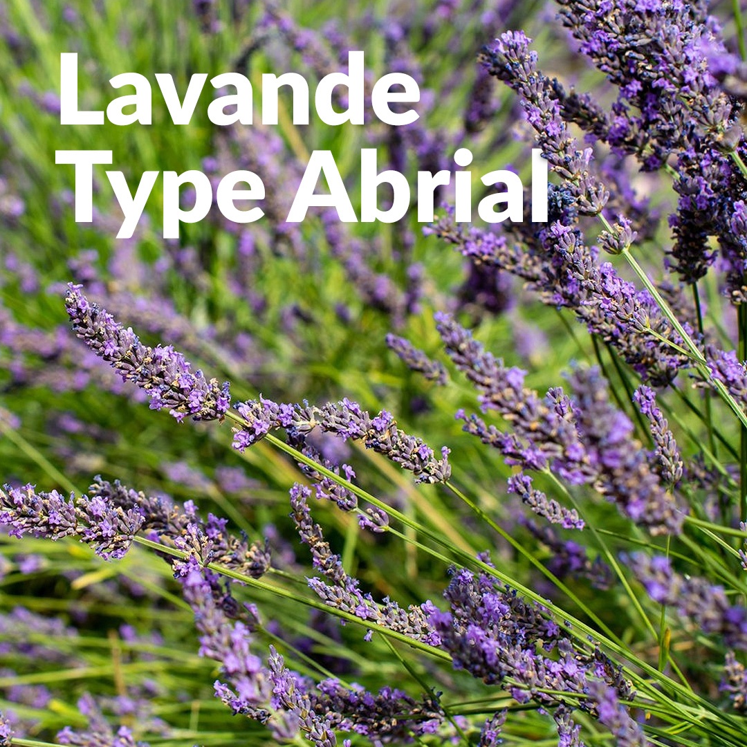 Lavandín abrial