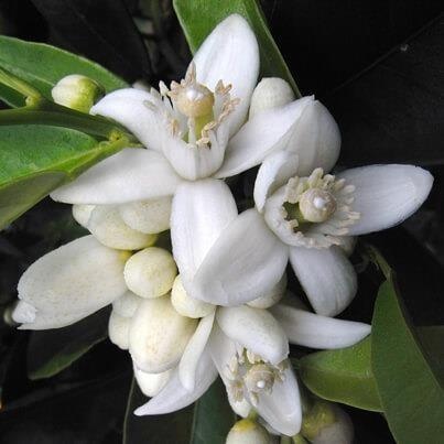 Neroli - Azahar — photo 2