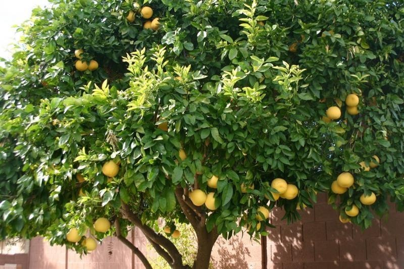 Pomelo — photo 3