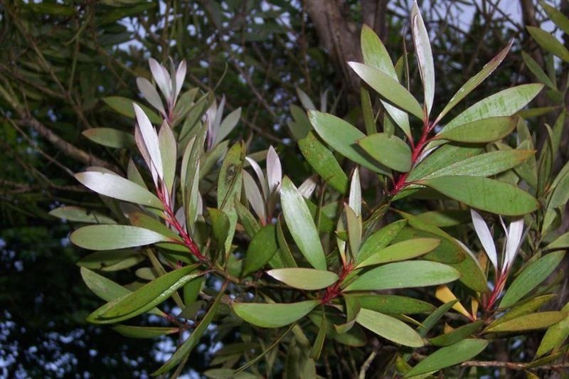 Niaouli — photo 3