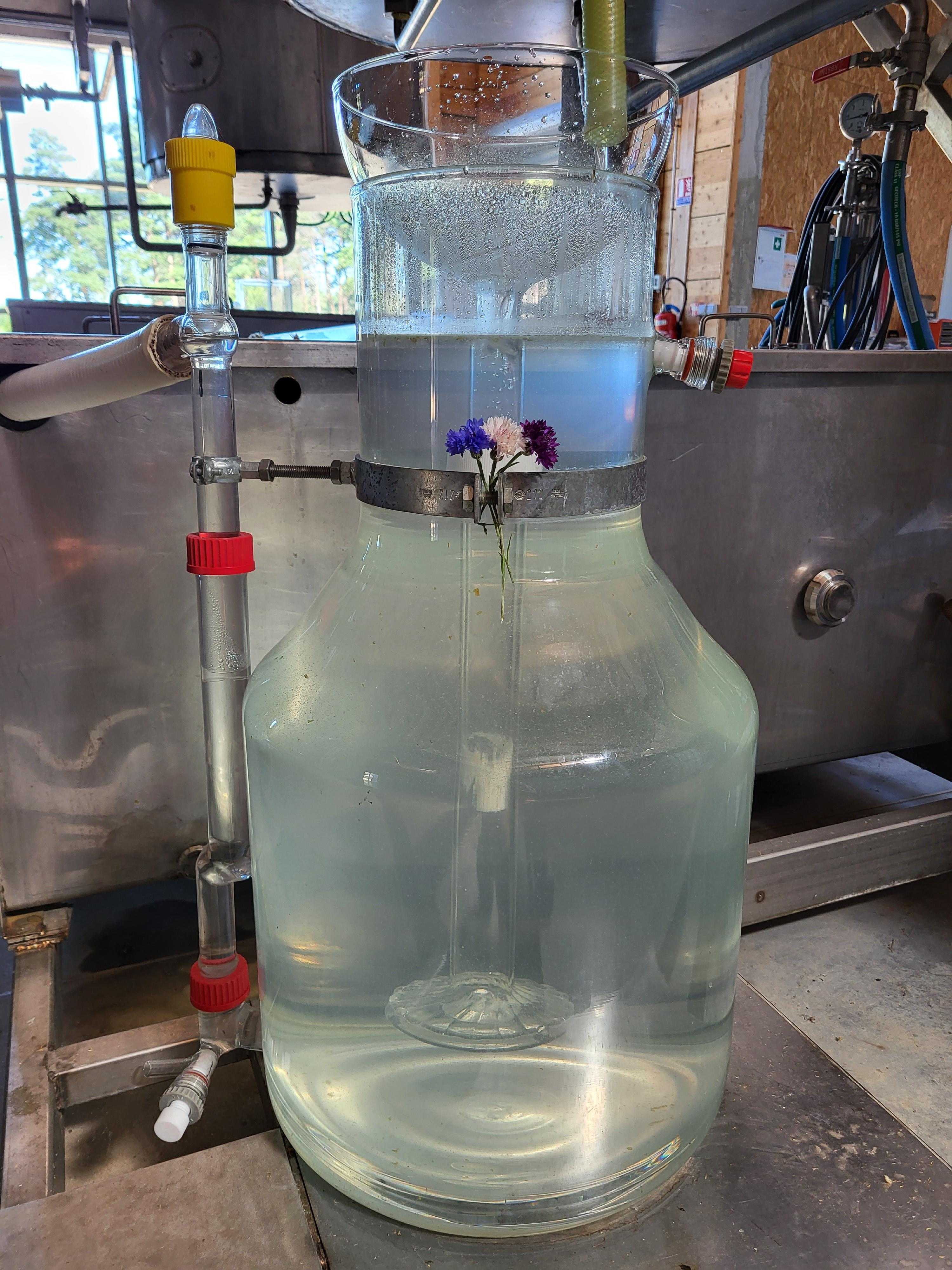 Decouvrez la distillation Hidrolato de aciano 100% ecológico y artesanal