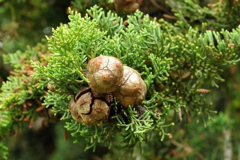 Ciprés de hoja perenne — photo 3