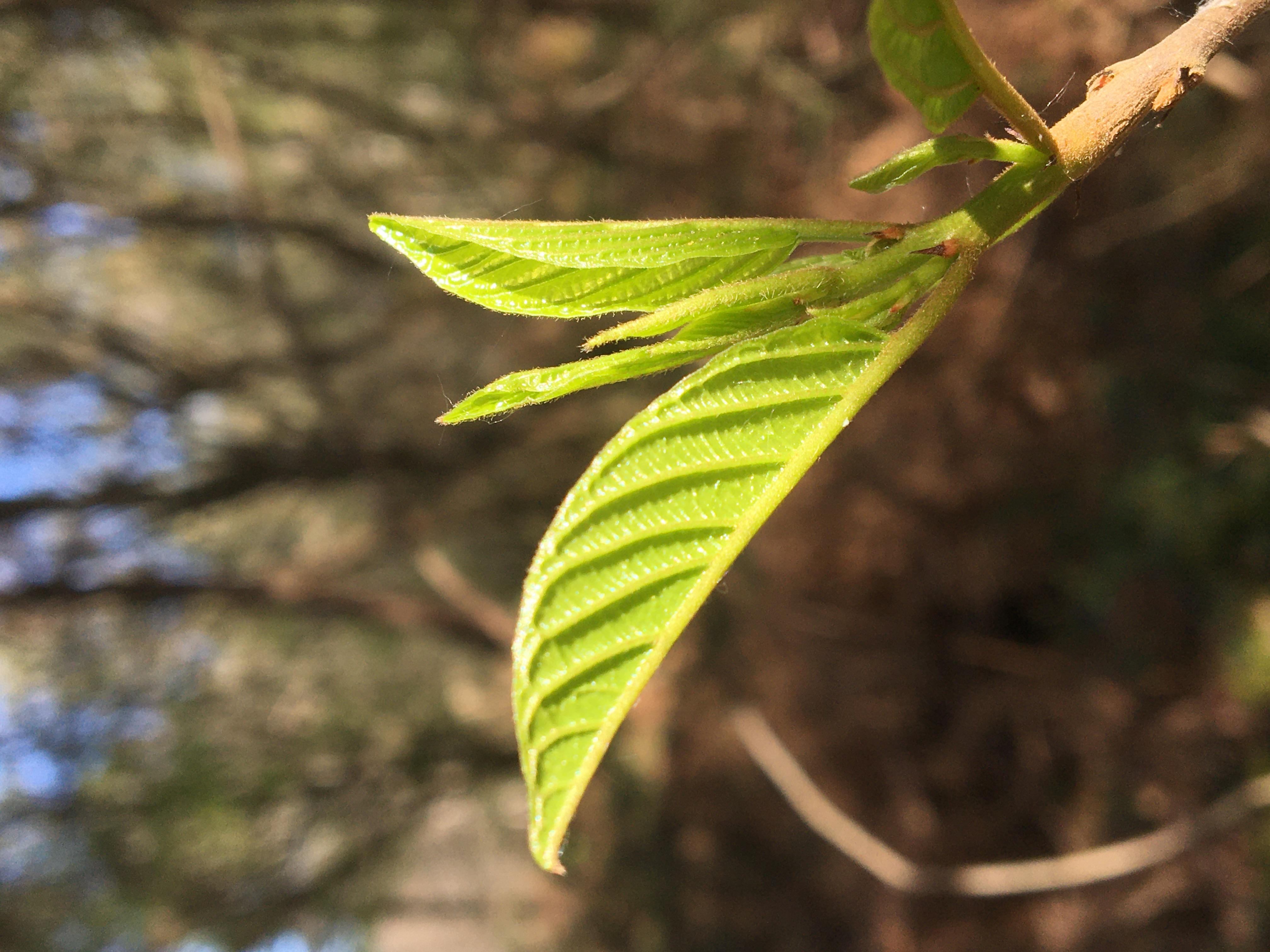Decouvrez la distillation Macerado de brotes de castaño 100% ecológico y artesanal