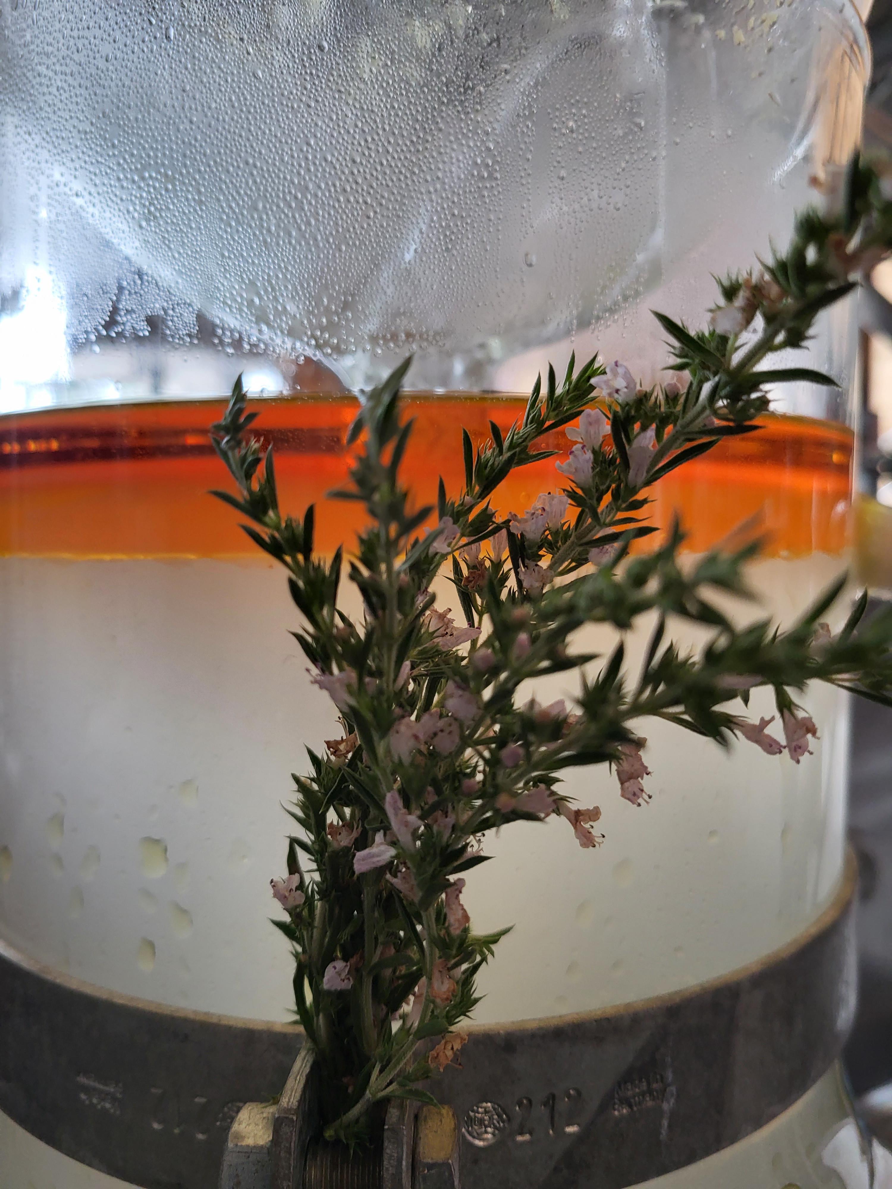 Decouvrez la distillation Hidrolato de Ajedrea de Montaña 100% Ecológico y Artesanal