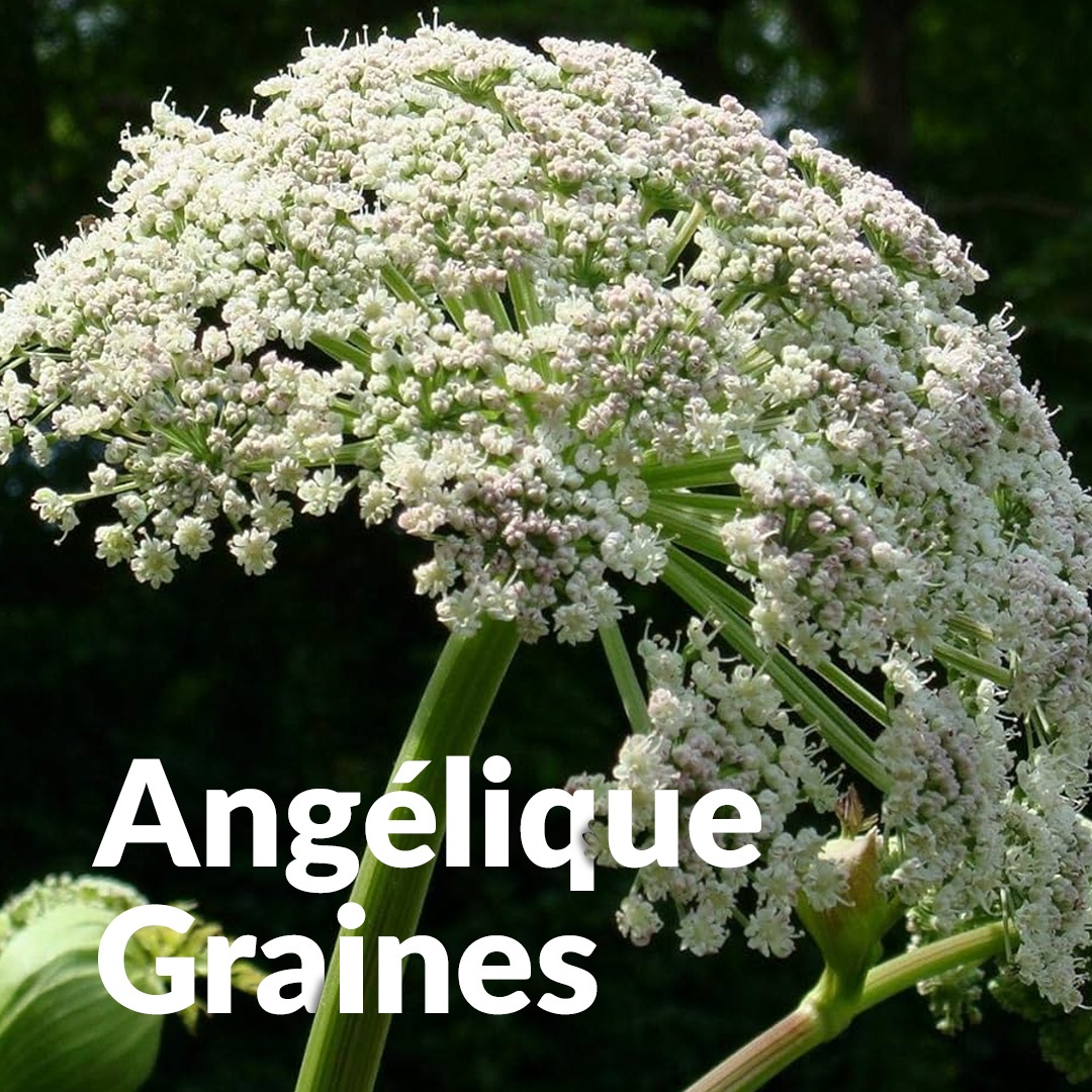 Semillas de angélica