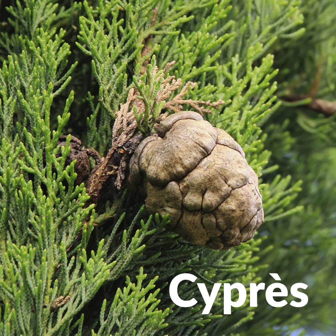 Ciprés de hoja perenne