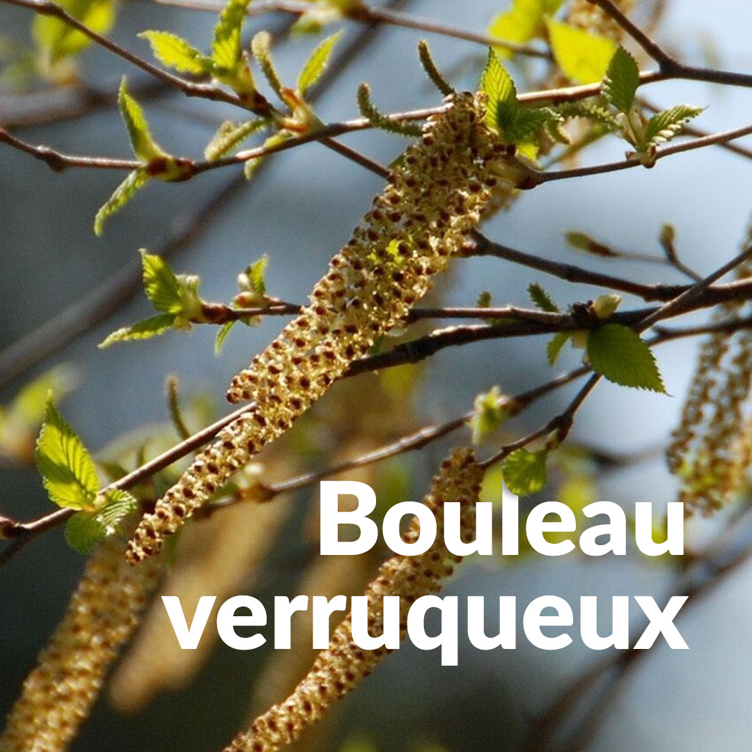 Abedul verrugoso (brote)