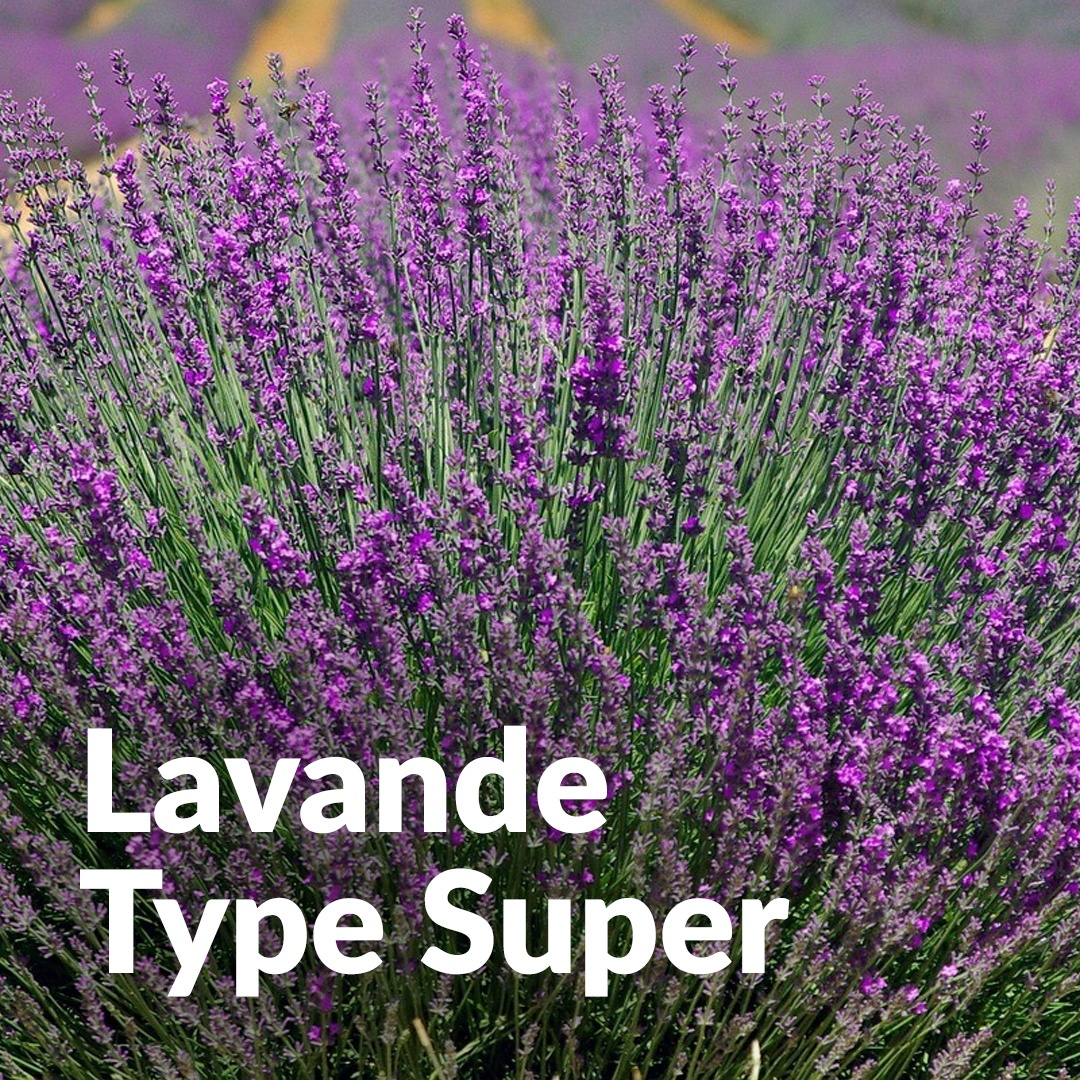 Lavandín super