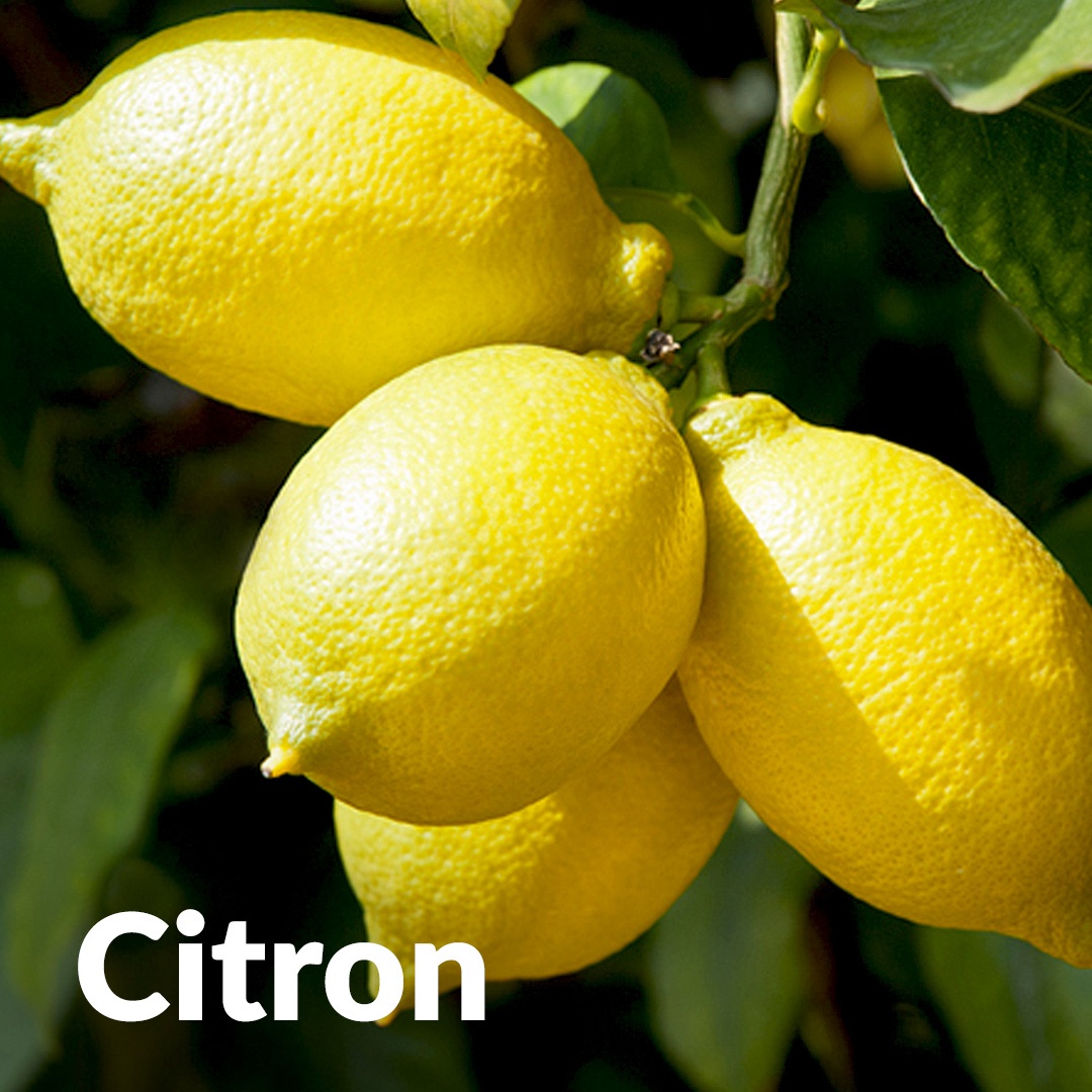 Limón