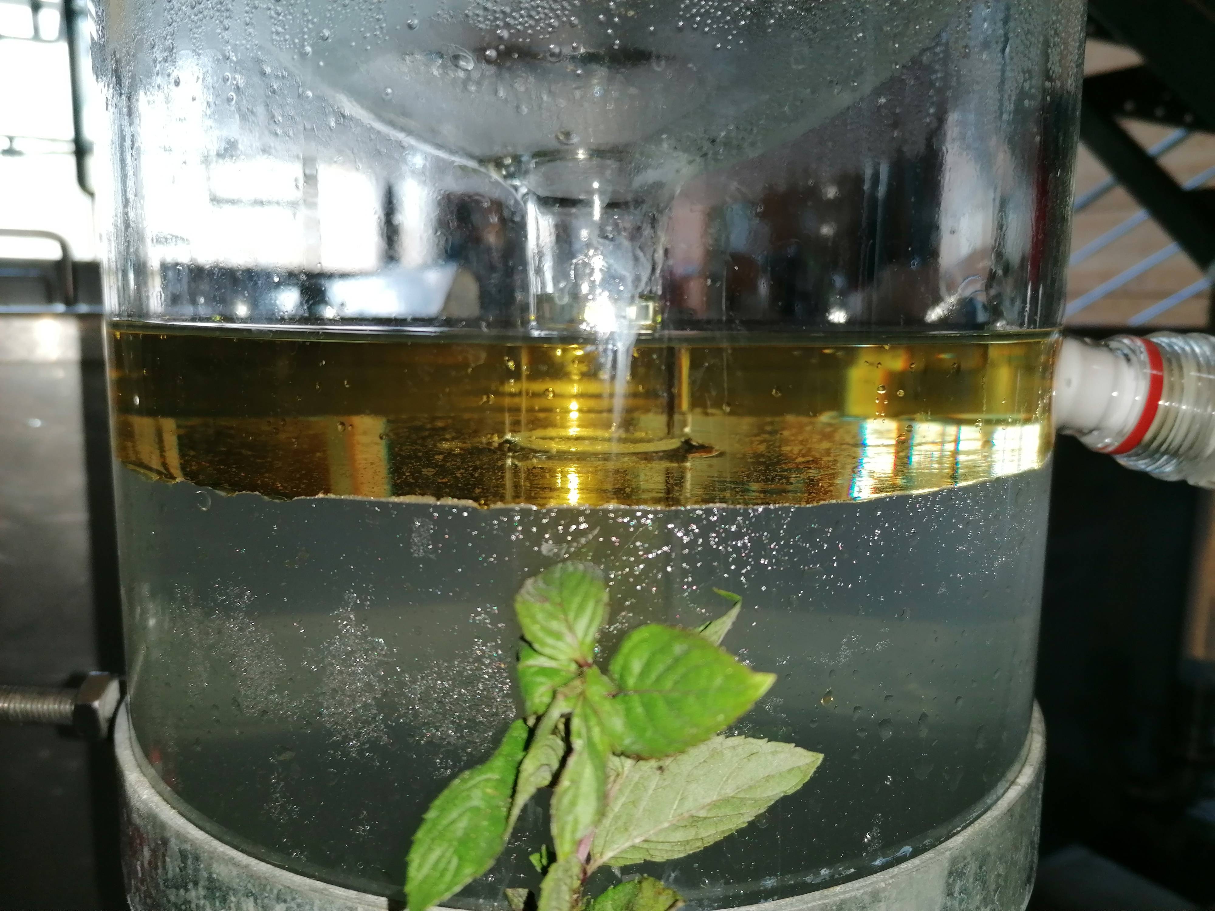 La destilación de Menta