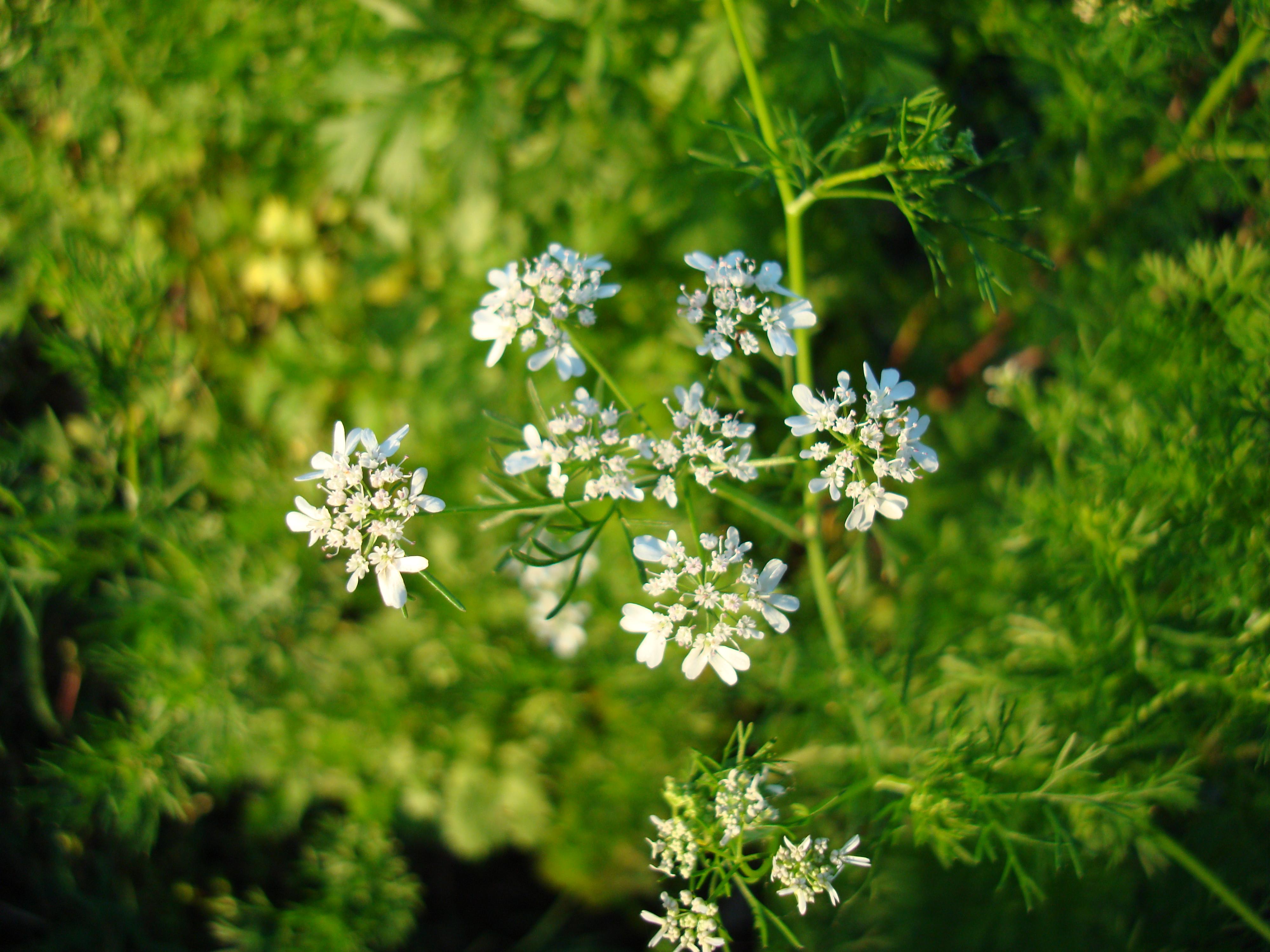 Semillas de cilantro — photo 2