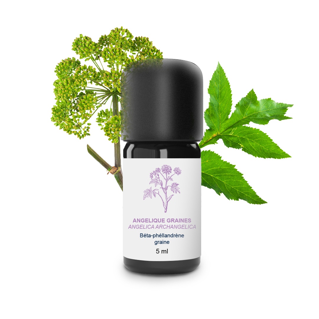 Semillas de aceite esencial de angélica 100% ecológicas y artesanales