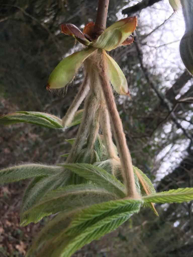 Decouvrez la distillation Macerado de yemas de Castaño de Indias 100% ecológico y artesanal