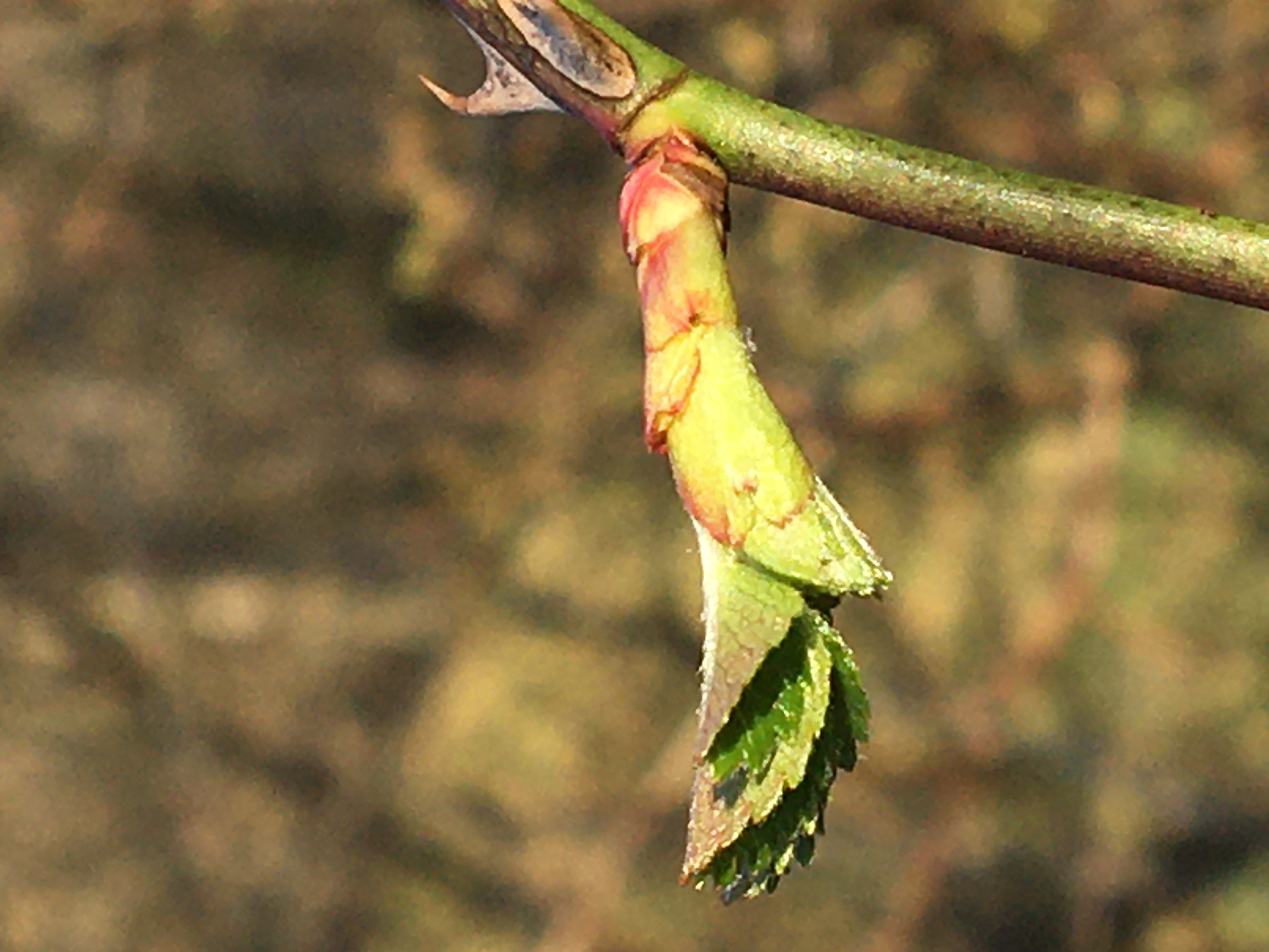 Decouvrez la distillation Macerado de brotes de rosa mosqueta 100% ecológico y artesanal