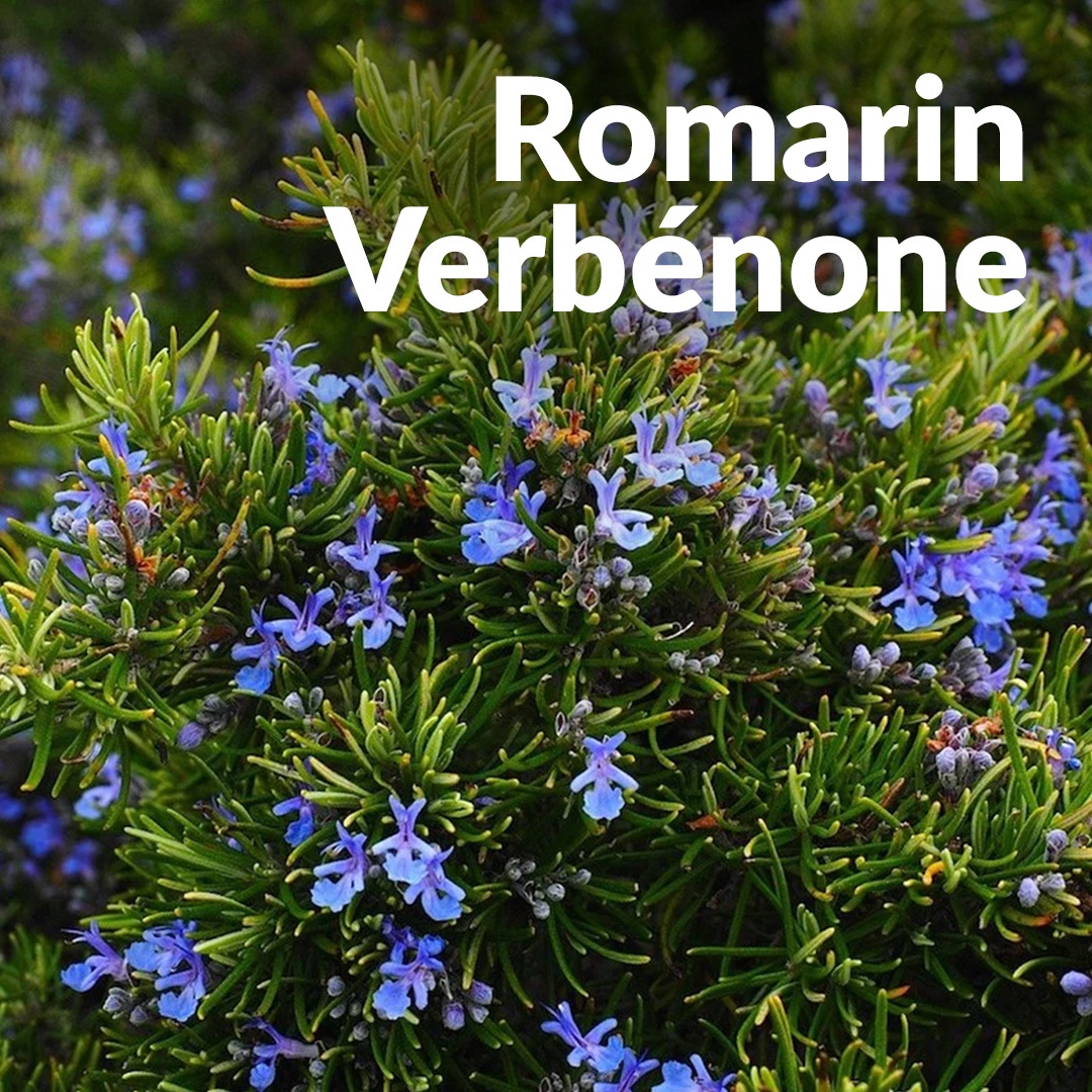 Verbenona de romero