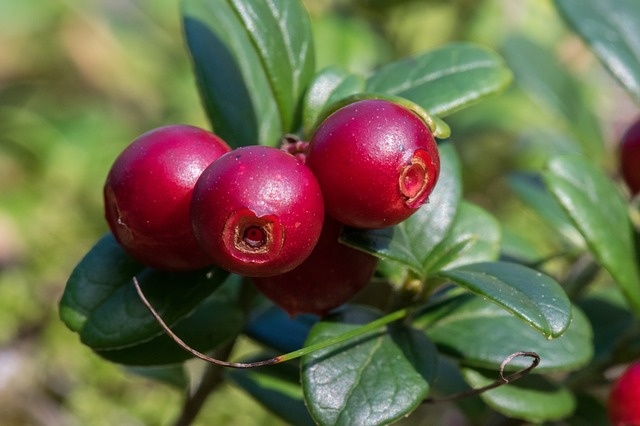 Arándano rojo (yema) — photo 2